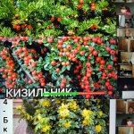 ���� ����������� ������ 