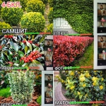 ���� ����������� ������ 