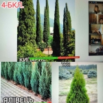 ���� ����������� ������ 