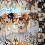 2 ������ - ���� ������� �����