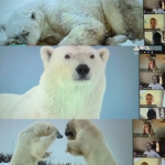 International Polar Bear Day