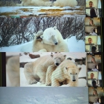 International Polar Bear Day