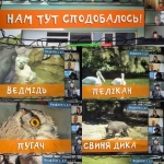 ���� �������� ��������