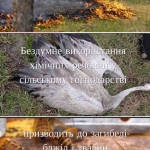 ����� - ��� ��